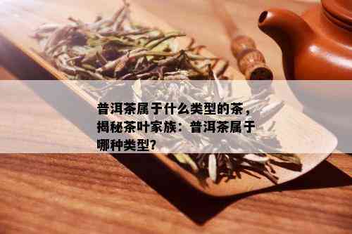 普洱茶属于什么类型的茶，揭秘茶叶家族：普洱茶属于哪种类型？