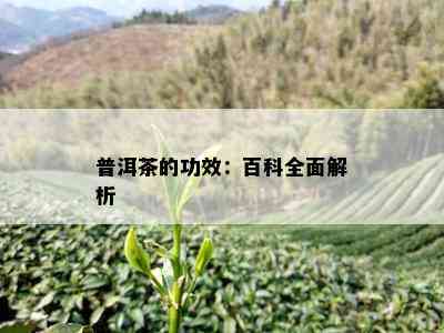 普洱茶的功效：百科全面解析