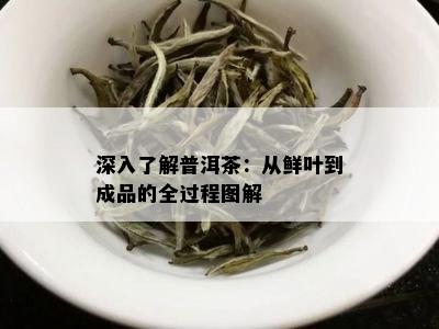 深入了解普洱茶：从鲜叶到成品的全过程图解