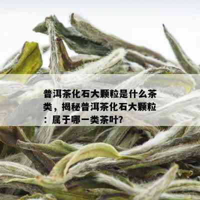 普洱茶化石大颗粒是什么茶类，揭秘普洱茶化石大颗粒：属于哪一类茶叶？