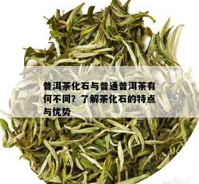 普洱茶化石与普通普洱茶有何不同？了解茶化石的特点与优势