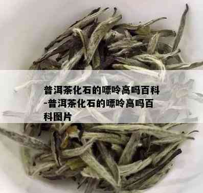 普洱茶化石的嘌呤高吗百科-普洱茶化石的嘌呤高吗百科图片