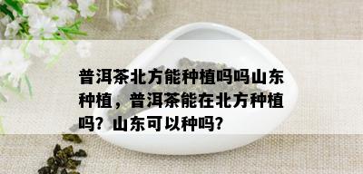 普洱茶北方能种植吗吗山东种植，普洱茶能在北方种植吗？山东可以种吗？