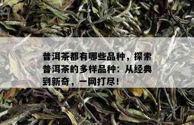 普洱茶都有哪些品种，探索普洱茶的多样品种：从经典到新奇，一网打尽！