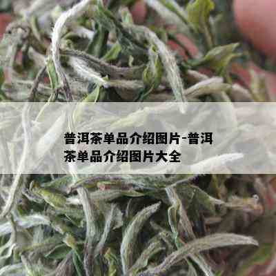 普洱茶单品介绍图片-普洱茶单品介绍图片大全