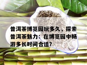 普洱茶博览园玩多久，探索普洱茶魅力：在博览园中畅游多长时间合适？