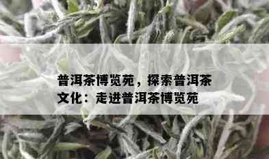 普洱茶博览苑，探索普洱茶文化：走进普洱茶博览苑