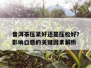 普洱茶压紧好还是压松好？影响口感的关键因素解析