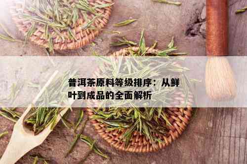 普洱茶原料等级排序：从鲜叶到成品的全面解析