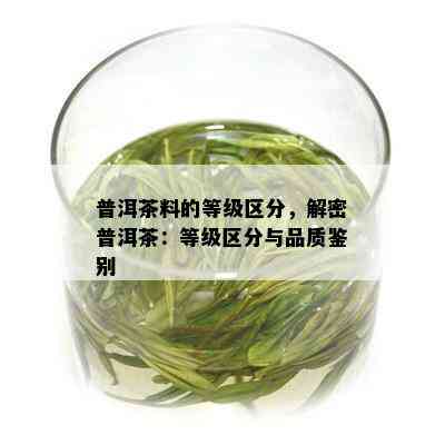 普洱茶料的等级区分，解密普洱茶：等级区分与品质鉴别