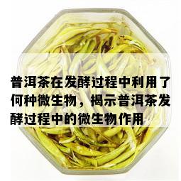 普洱茶在发酵过程中利用了何种微生物，揭示普洱茶发酵过程中的微生物作用