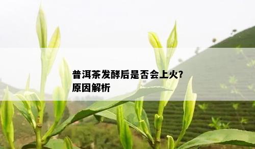 普洱茶发酵后是否会上火？原因解析