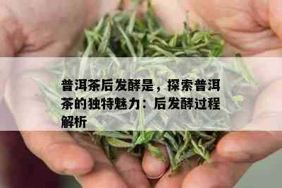 普洱茶后发酵是，探索普洱茶的独特魅力：后发酵过程解析