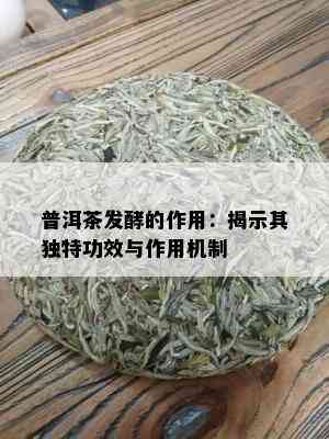 普洱茶发酵的作用：揭示其独特功效与作用机制