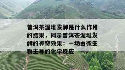 普洱茶渥堆发酵是什么作用的结果，揭示普洱茶渥堆发酵的神奇效果：一场由微生物主导的化学反应