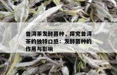 普洱茶发酵菌种，探究普洱茶的独特口感：发酵菌种的作用与影响