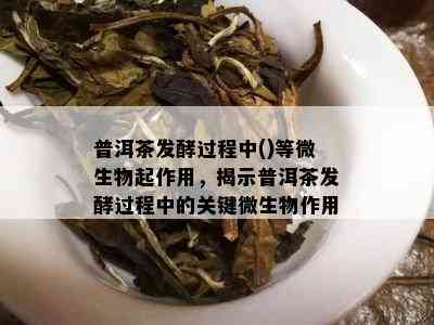 普洱茶发酵过程中()等微生物起作用，揭示普洱茶发酵过程中的关键微生物作用