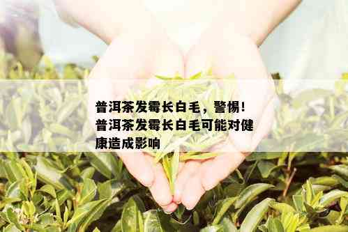 普洱茶发霉长白毛，警惕！普洱茶发霉长白毛可能对健康造成影响