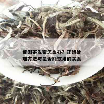 普洱茶发霉怎么办？正确处理方法与是否能饮用的关系