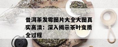 普洱茶发霉图片大全大图真实高清：深入揭示茶叶变质全过程