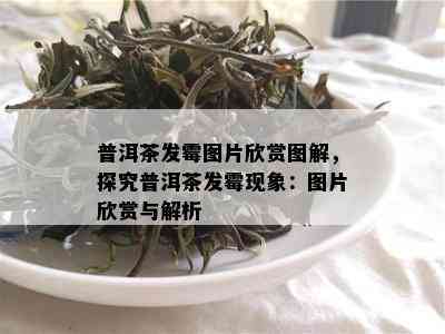 普洱茶发霉图片欣赏图解，探究普洱茶发霉现象：图片欣赏与解析