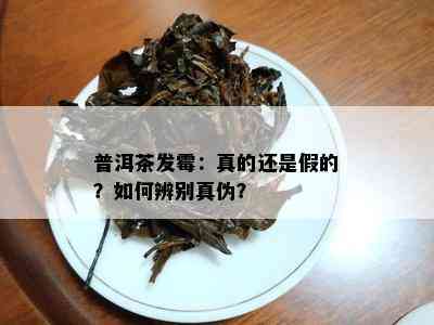 普洱茶发霉：真的还是假的？如何辨别真伪？