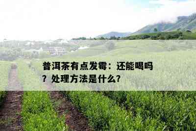 普洱茶有点发霉：还能喝吗？处理方法是什么？