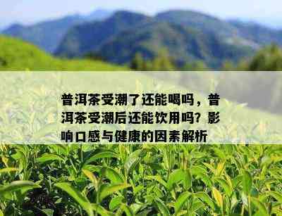 普洱茶受潮了还能喝吗，普洱茶受潮后还能饮用吗？影响口感与健康的因素解析