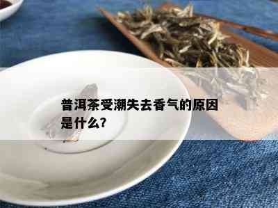 普洱茶受潮失去香气的原因是什么？