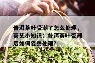 普洱茶叶受潮了怎么处理，茶艺小知识：普洱茶叶受潮后如何妥善处理？