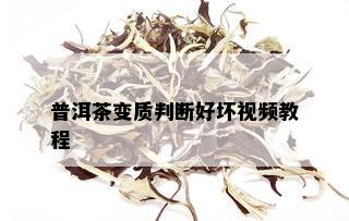 普洱茶变质判断好坏视频教程