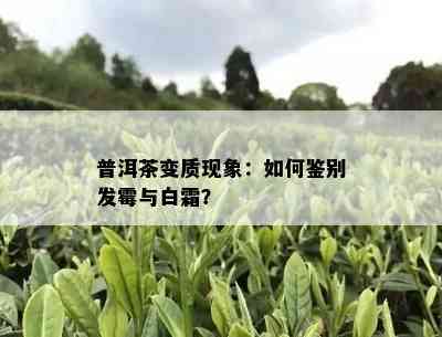 普洱茶变质现象：如何鉴别发霉与白霜？