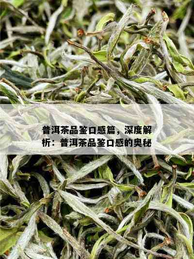 普洱茶品鉴口感篇，深度解析：普洱茶品鉴口感的奥秘