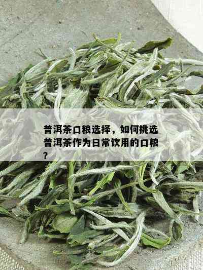 普洱茶口粮选择，如何挑选普洱茶作为日常饮用的口粮？