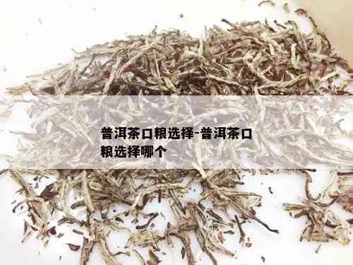 普洱茶口粮选择-普洱茶口粮选择哪个