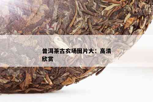 普洱茶古农场图片大：高清欣赏