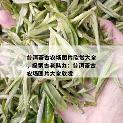 普洱茶古农场图片欣赏大全，探索古老魅力：普洱茶古农场图片大全欣赏