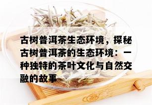 古树普洱茶生态环境，探秘古树普洱茶的生态环境：一种独特的茶叶文化与自然交融的故事