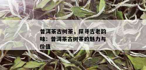 普洱茶古树茶，探寻古老韵味：普洱茶古树茶的魅力与价值