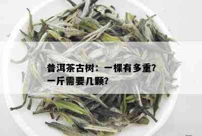 普洱茶古树：一棵有多重？一斤需要几颗？