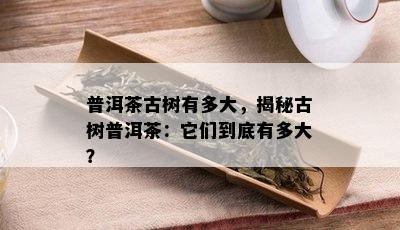 普洱茶古树有多大，揭秘古树普洱茶：它们到底有多大？