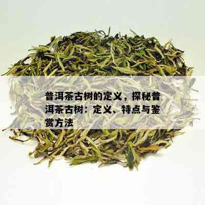 普洱茶古树的定义，探秘普洱茶古树：定义、特点与鉴赏方法