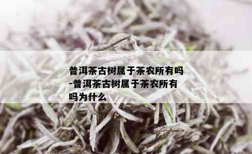 普洱茶古树属于茶农所有吗-普洱茶古树属于茶农所有吗为什么