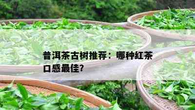 普洱茶古树推荐：哪种红茶口感更佳？