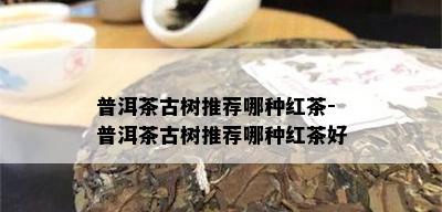 普洱茶古树推荐哪种红茶-普洱茶古树推荐哪种红茶好