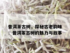 普洱茶古树，探秘古老韵味：普洱茶古树的魅力与故事