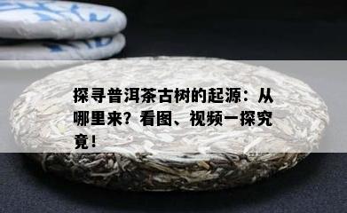 探寻普洱茶古树的起源：从哪里来？看图、视频一探究竟！