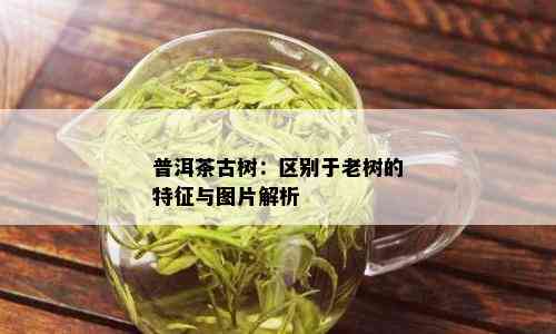 普洱茶古树：区别于老树的特征与图片解析