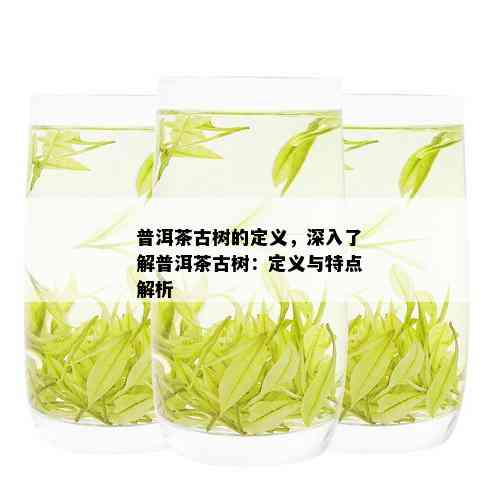 普洱茶古树的定义，深入了解普洱茶古树：定义与特点解析