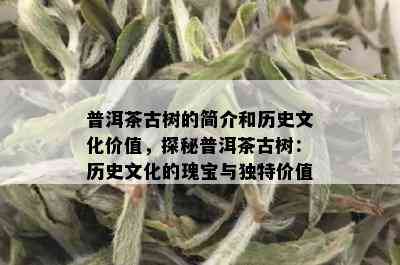 普洱茶古树的简介和历史文化价值，探秘普洱茶古树：历史文化的瑰宝与独特价值